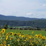 Champ de tournesols