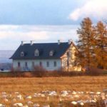 Des visiteurs (oies blanches) à La Grande Ferme